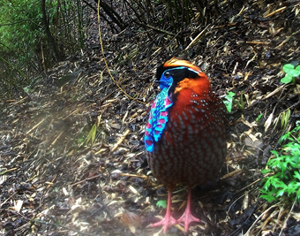 Temminck's tragopan (Tragopan temminckii) captured in Wang Lang NR, Sichuan. WWF / Peking University: © WWF China/Wang Lang NR/Peking University / WWF-Canon